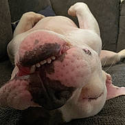 Rambo joined the competition — help win amazing prizes! dog, pet, upside_down, couch, indoor, close_up, teeth, nose, relaxed, funny, white_dog, brown_spots, sleeping, tongue, paw, fur, animal, companion, cute, portrait