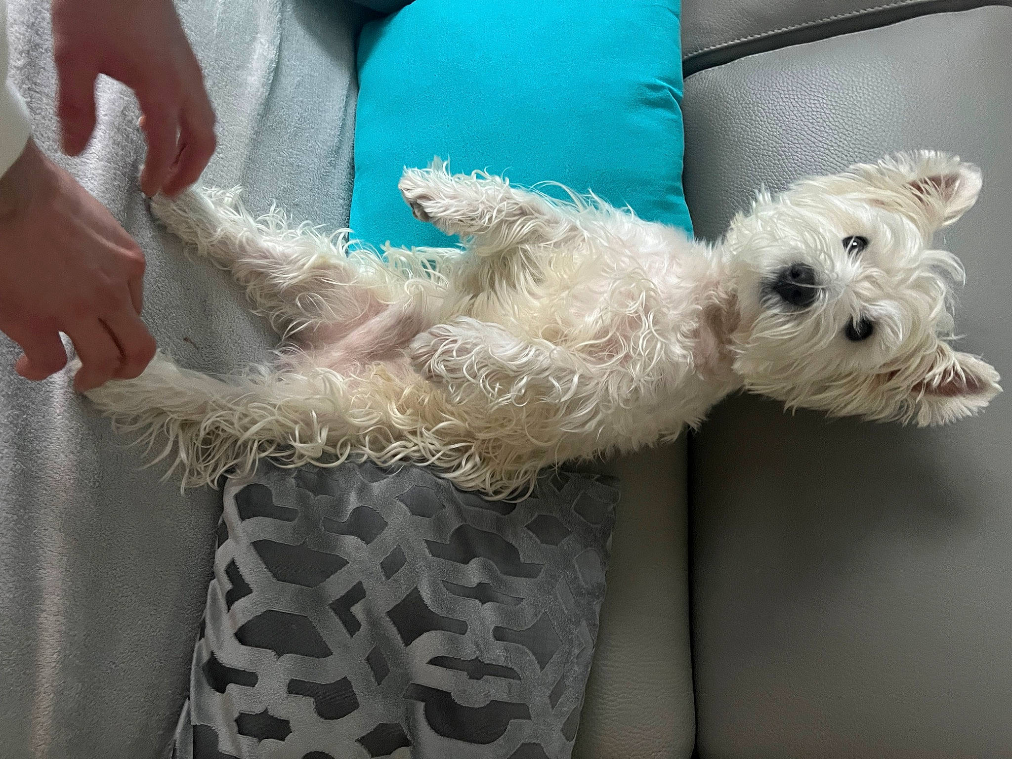 Nayo a rejoint le concours — aidez-le/la à gagner de superbes lots ! carnivore, collar, comfort, companion_dog, dog, dog_breed, dog_clothes, dog_collar, dog_supply, fawn, fur, labradoodle, pet_supply, small_terrier, stuffed_toy, tail, terrier, toy, toy_dog, working_animal