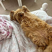 Milo is registered to the contest to win money with this photo: bedroom, blanket, carpet, cat, comfort, cozy, cute, floral_pattern, fluffy, fur, ginger_cat, indoor, paw, pet, relaxed, resting, sleeping, soft_lighting, tail, white_furniture