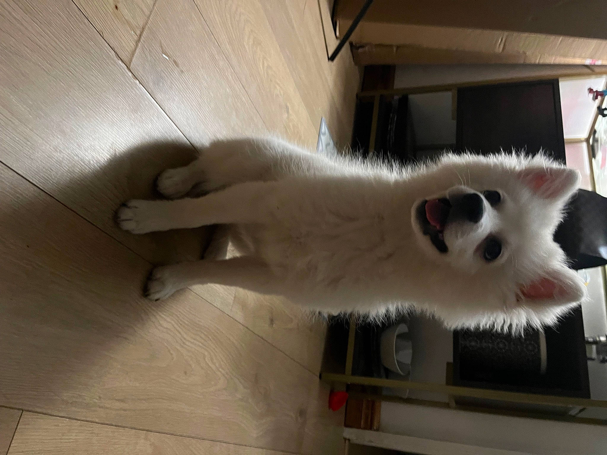 Simba joined the competition — help win amazing prizes! ball, canidae, carnivore, cat, companion_dog, dog_breed, domestic_short_haired_cat, door, fang, felidae, flooring, fur, hardwood, paw, small_to_medium_sized_cats, snout, tail, whiskers, wood, wood_flooring