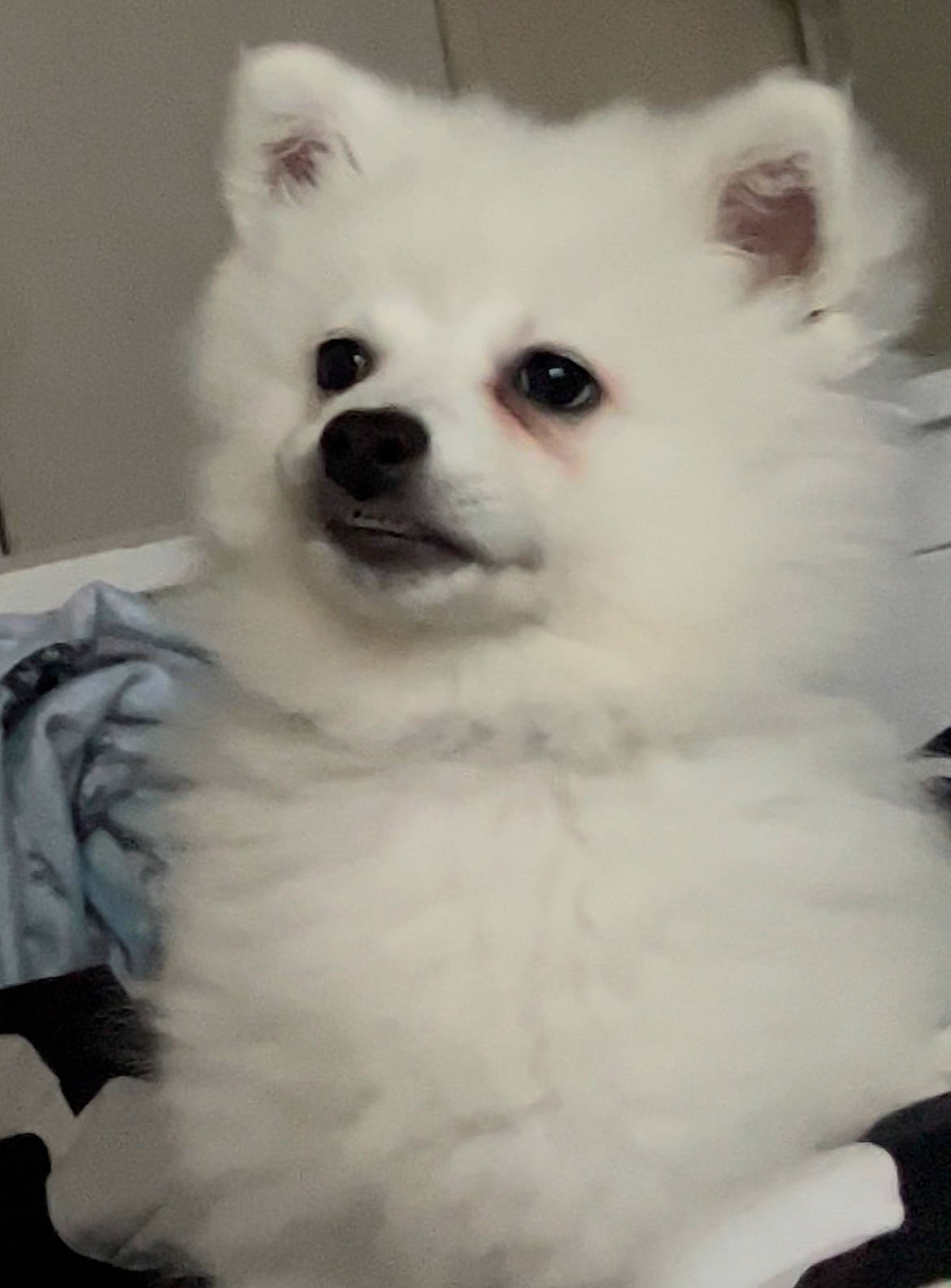 Simba is registered to the contest to win money with this photo: american_eskimo_dog, canidae, carnivore, companion_dog, dog, dog_breed, ear, eye, fawn, fur, iris, japanese_spitz, samoyed, snout, spitz, sporting_group, toy_dog, volpino_italiano, whiskers, working_animal