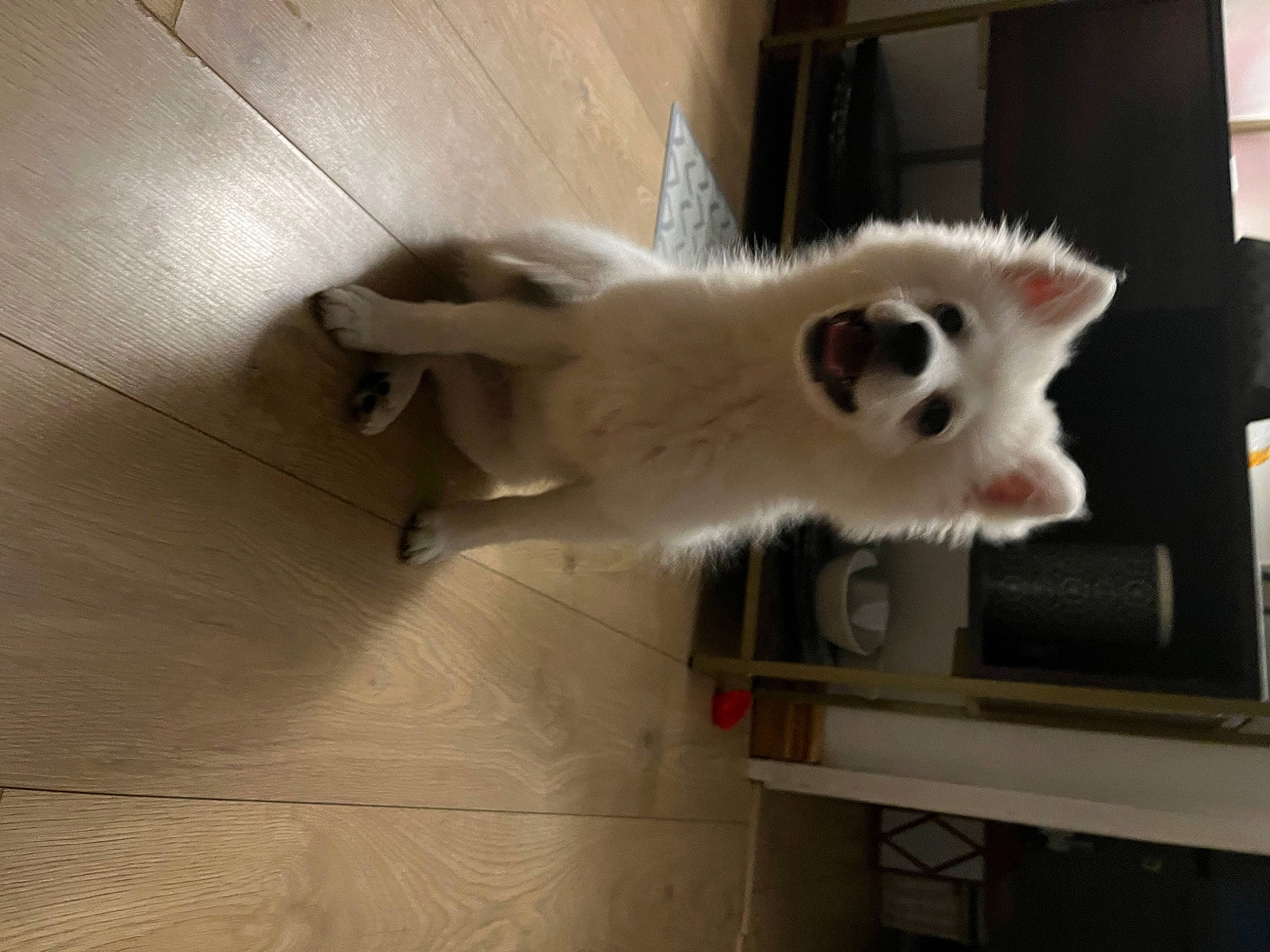 Simba joined the competition — help win amazing prizes! canidae, carnivore, cat, companion_dog, dog_breed, domestic_short_haired_cat, fang, fawn, felidae, flooring, fur, hardwood, paw, room, small_to_medium_sized_cats, snout, tail, whiskers, wood