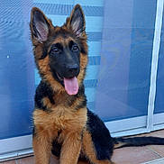 Blue a rejoint le concours — aidez-le/la à gagner de superbes lots ! alert, brown_and_black, canine, companion, dog, domestic_animal, ears_up, fur, german_shepherd, glass_door, happy, outdoor, patio, pet, puppy, reflection, sitting, tile_floor, tongue_out, young_dog