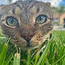 cat, tabby, grass, close_up, green_eyes, whiskers, outdoor, nature, animal, pet, curious, portrait, feline, suburban, daytime, blurred_background, nose, face, ears