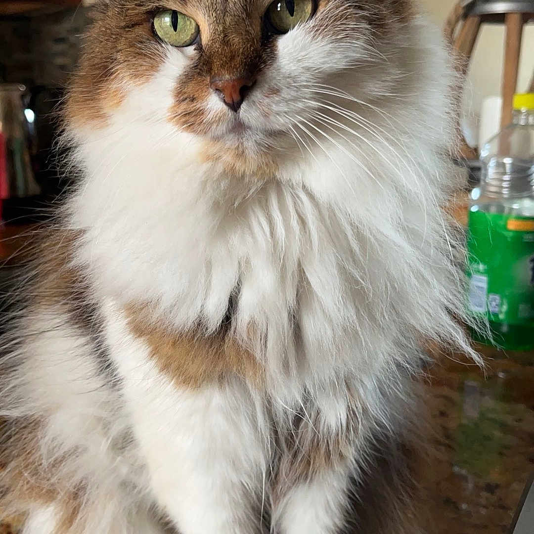 Barbie is registered to the contest to win money with this photo: brown_and_white_fur, calm, cat, close_up, countertop, curious, domestic, domestic_cat, ears, feline, fluffy, fur_texture, green_eyes, household, indoor, kitchen, looking_away, pet, sitting, whiskers