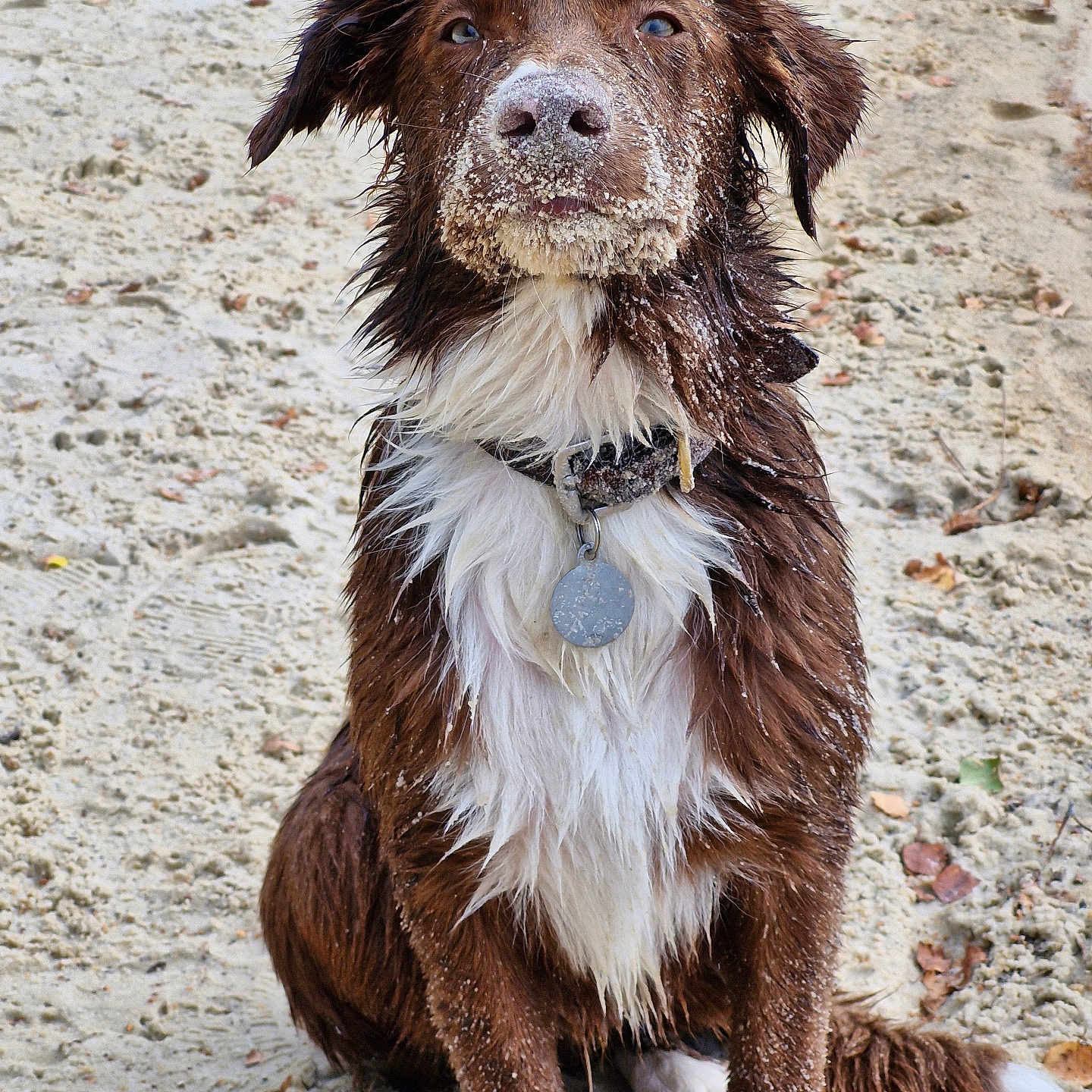 Volt participe au concours pour gagner de l'argent avec cette photo : accessories, animal, bodypart, canine, cockerspaniel, collar, collie, dog, goldenretriever, hound, labradorretriever, leash, mouth, outdoors, person, pet, pointer, puppy, soil, strap