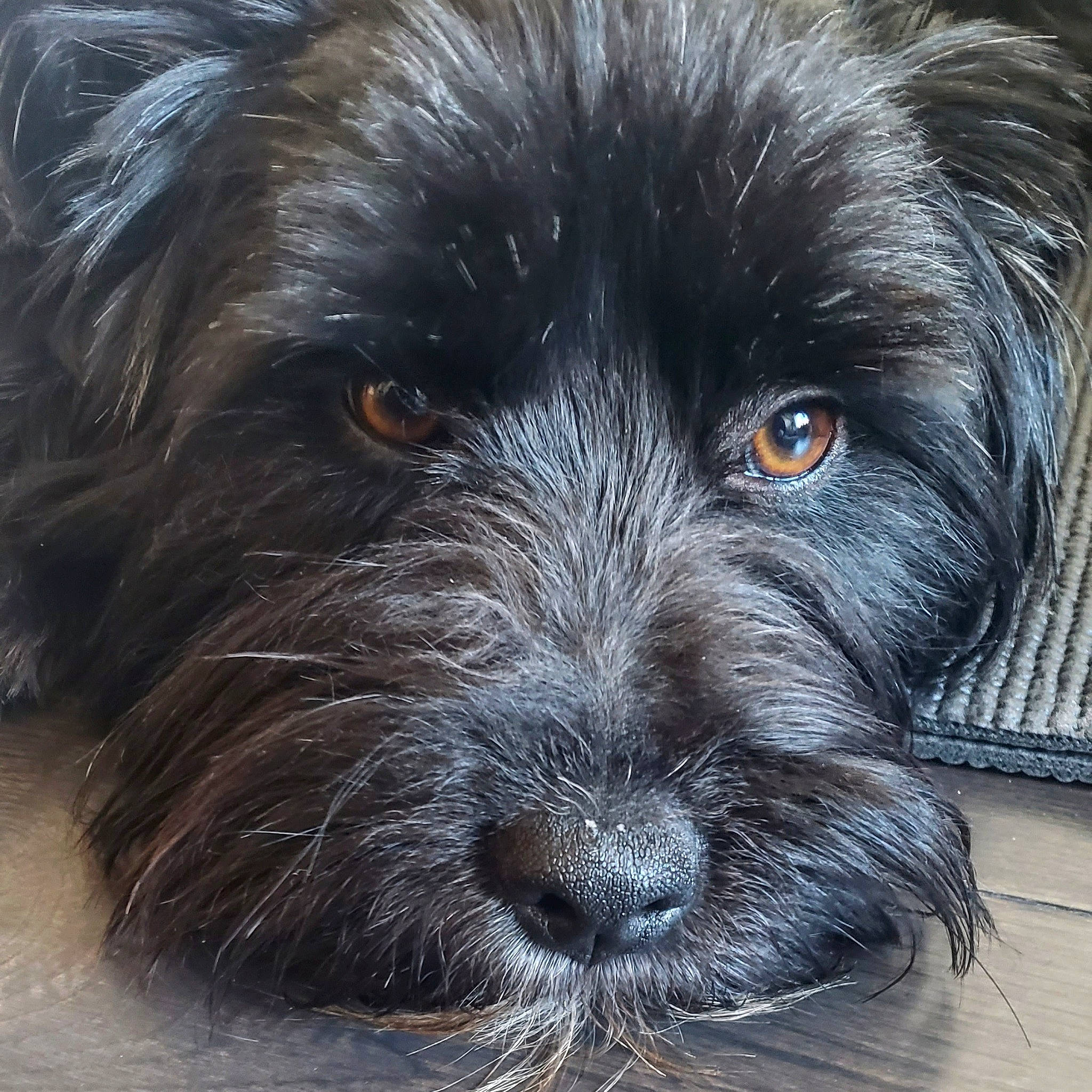 Tasha joined the competition — help win amazing prizes! beach, canidae, carnivore, companion_dog, dog, dog_breed, dog_supply, fur, labradoodle, liver, maltepoo, scottish_terrier, small_terrier, snout, sporting_group, terrier, toy_dog, water, water_dog, working_animal