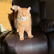 Tabby joined the competition — help win amazing prizes! animal, cat, cozy, curtain, cushion, fluffy, furniture, home, indoor, knitted_blanket, leather_chair, mammal, orange_cat, pet, relaxation, shadow, sunlight, tail, whiskers, window