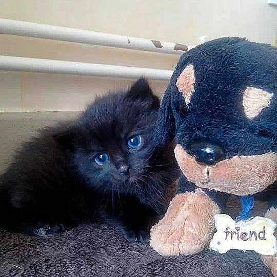 Mel