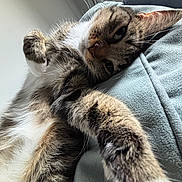 Silver is registered to the contest to win money with this photo: cat, tabby, pet, feline, animal, portrait, close_up, upside_down, lying_down, relaxed, sleepy, whiskers, green_eyes, paws, fur, striped_fur, indoor, couch, soft_furnishing, sunlight