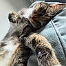 cat, tabby, pet, feline, animal, portrait, close_up, upside_down, lying_down, relaxed, sleepy, whiskers, green_eyes, paws, fur, striped_fur, indoor, couch, soft_furnishing, sunlight