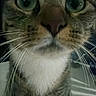 Silver joined the competition — help win amazing prizes! cat, tabby, feline, pet, animal, close_up, portrait, wide_eyes, green_eyes, whiskers, nose, fur, striped_fur, white_chest, ears, indoor, standing, curious, adorable, photography