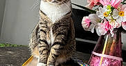 Silver joined the competition — help win amazing prizes! cat, tabby_cat, pet, animal, sitting, portrait, green_eyes, striped_fur, white_chest, white_paws, whiskers, flowers, bouquet, vase, notebook, remote_control, table, marble_surface, indoor, home_decor