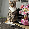 cat, tabby_cat, pet, animal, sitting, portrait, green_eyes, striped_fur, white_chest, white_paws, whiskers, flowers, bouquet, vase, notebook, remote_control, table, marble_surface, indoor, home_decor