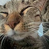 Silver is registered to the contest to win money with this photo: cat, feline, close_up, face, whiskers, fur, tabby, sleepy, eyes_closed, nose, muzzle, ears, outdoor, portrait, animal, pet, gray_fur, brown_fur, camera, blurred_background