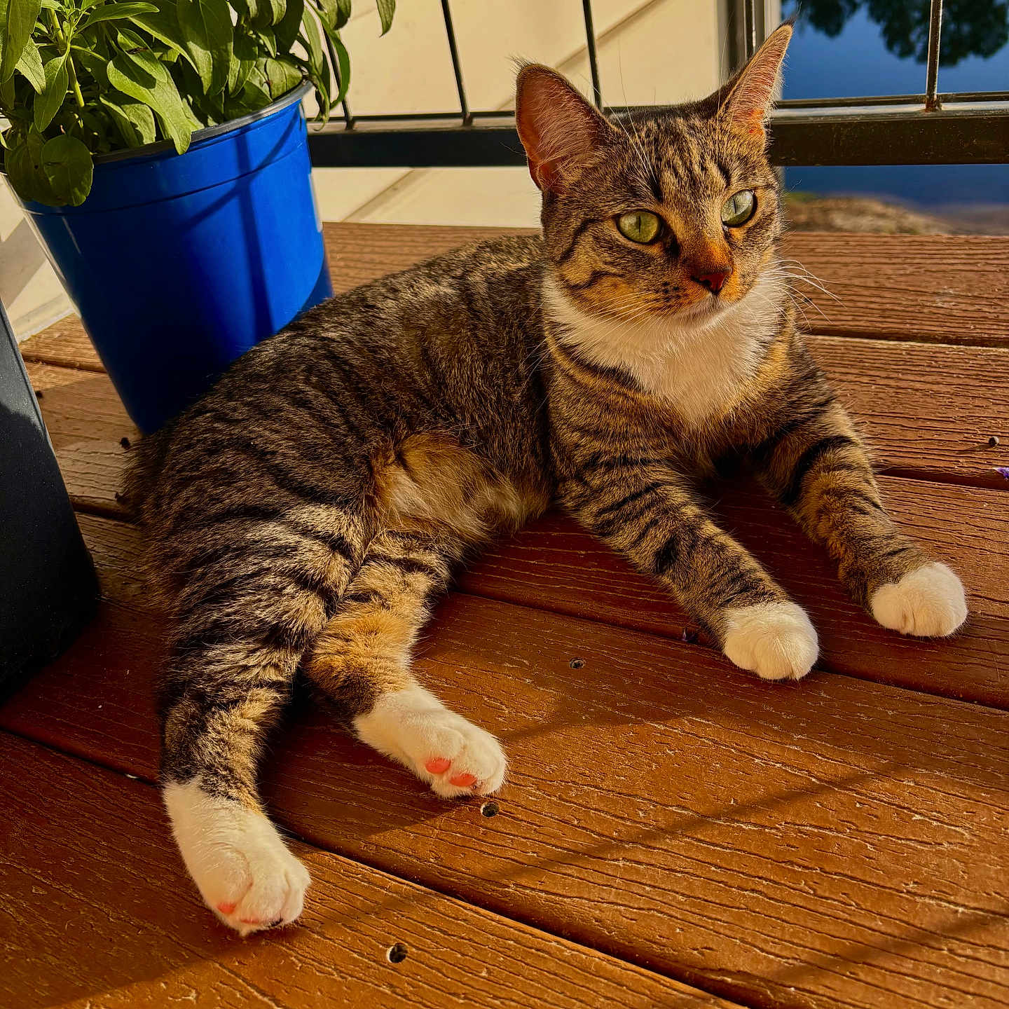 Silver is registered to the contest to win money with this photo: cat, tabby_cat, feline, animal, pet, relaxed, lying_down, white_paws, striped_fur, green_eyes, whiskers, portrait, outdoor, wooden_deck, porch, potted_plant, blue_pot, sunlight, window, close_up