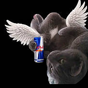 Tich a rejoint le concours — aidez-le/la à gagner de superbes lots ! cat, animal, wings, winged_cat, flying, upside_down, red_bull, energy_drink, can, digital_collage, meme, humor, black_background, surreal, edited_image, messaging_app, screenshot, mobile_phone, feline, fantasy
