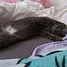Tich participe au concours pour gagner de l'argent avec cette photo : cat, black_cat, fluffy, furry, sleeping, relaxed, lying_down, belly_up, paws, tail, whiskers, bed, bedroom, blankets, pillows, cozy, indoor, pet, cute, portrait