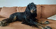 Bill participe au concours pour gagner de l'argent avec cette photo : dog, spaniel, black_and_tan, long_hair, floppy_ears, feathered_coat, lying_down, couch, indoors, pet, animal, portrait, close_up, brown_fur, black_fur, living_room, relaxed, alert, furry, photography