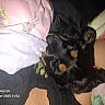 puppy, dog, sleeping, black_and_tan, small_dog, pet, cuddling, blanket, pillow, bed, indoors, cozy, flash_photography, fur, floppy_ears, resting, person, clothing, bedroom, nap