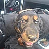 dog, black_and_tan, puppy, pet, animal, portrait, close_up, smiling, tongue_out, brown_markings, shiny_nose, floppy_ears, car, vehicle, dashboard, car_seat, indoor, travel, camera_photo, date_stamp