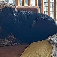 Bill participe au concours pour gagner de l'argent avec cette photo : dog, black_dog, sleeping, curled_up, shaggy_fur, pet, animal, chair, cushion, blanket, indoor, sunlight, window, railing, home, resting, cozy, brown_furniture, gray_blanket, relaxed