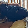 dog, black_dog, sleeping, curled_up, shaggy_fur, pet, animal, chair, cushion, blanket, indoor, sunlight, window, railing, home, resting, cozy, brown_furniture, gray_blanket, relaxed