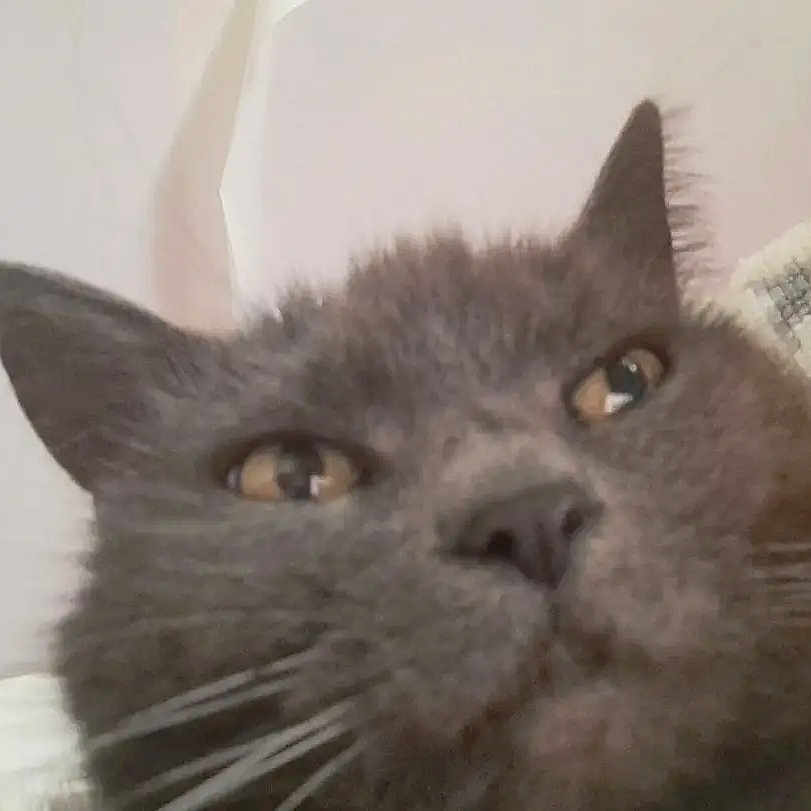 Zola participe au concours pour gagner de l'argent avec cette photo : cat, gray_cat, kitten, feline, closeup, face, eyes, whiskers, ears, nose, fur, portrait, indoor, cozy, blanket, couch, curious, funny, pet, animal