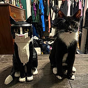 Binx is registered to the contest to win money with this photo: animal, cat, closet, computer, couch, cupboard, furniture, hardwood, indoors, kitten, manx, person, pet, plywood, room, shelf, toy, walk_incloset, wardrobe, wood