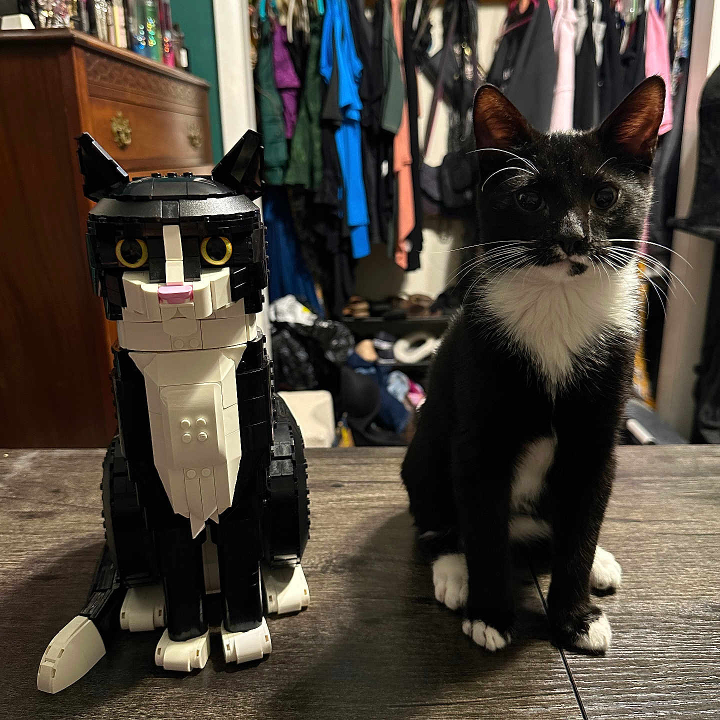 Binx is registered to the contest to win money with this photo: animal, cat, closet, computer, couch, cupboard, furniture, hardwood, indoors, kitten, manx, person, pet, plywood, room, shelf, toy, walk_incloset, wardrobe, wood