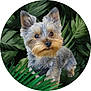 Valco participe au concours pour gagner de l'argent avec cette photo : alert, animal, background, canine, closeup, cute, dog, ears, face, fluffy, forest, fur, green_leaves, leaf, nature, outdoor, pet, plants, portrait, small_dog