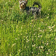Valco a rejoint le concours — aidez-le/la à gagner de superbes lots ! alert, animal, clover, daylight, dog, ears, field, flowers, fur, grass, greenery, meadow, nature, outdoor, pet, plants, small_dog, standing, sunlight, tail