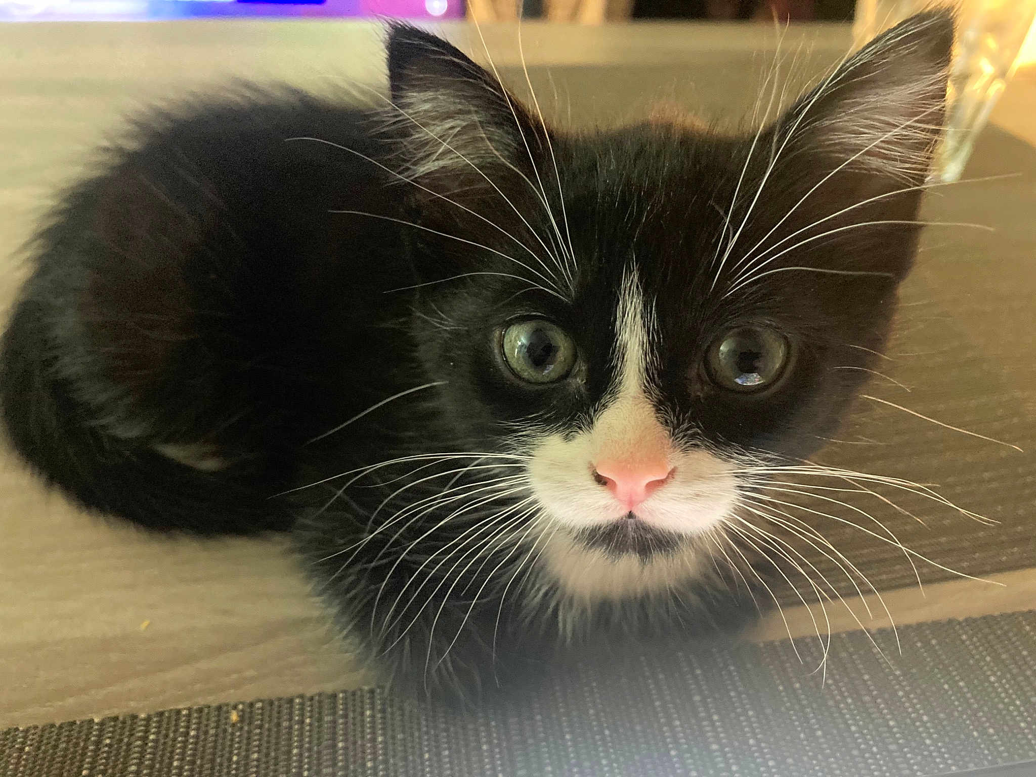 Figaro