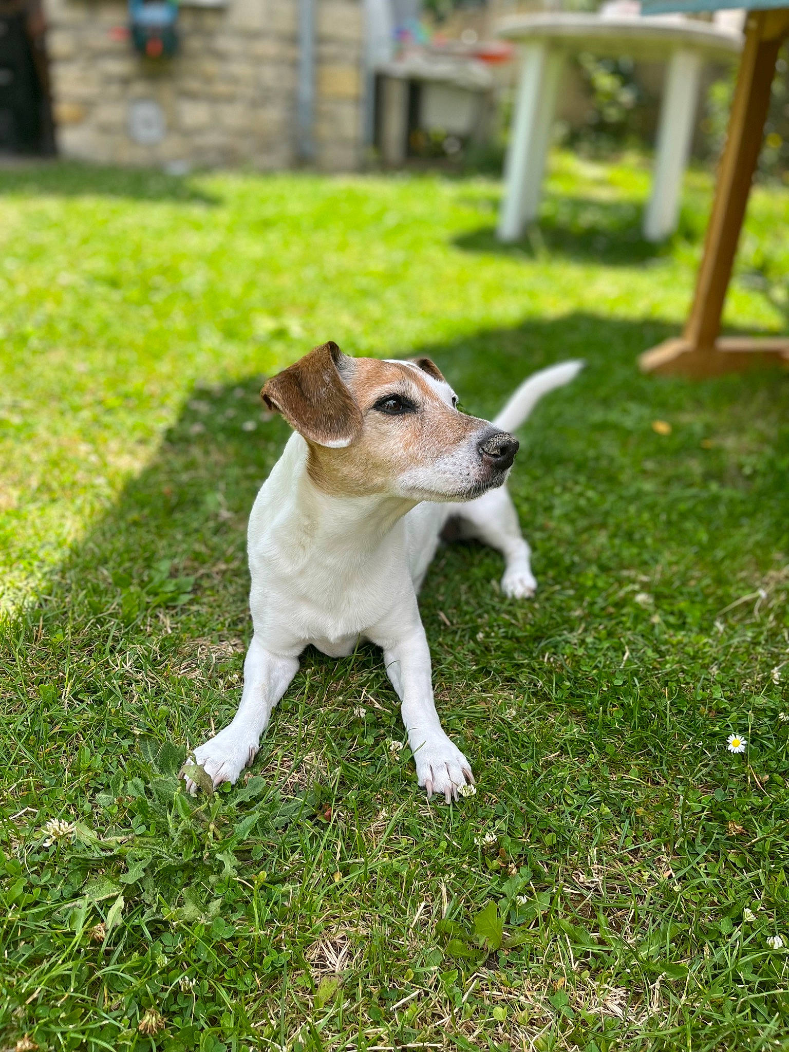 Lana a rejoint le concours — aidez-le/la à gagner de superbes lots ! canidae, carnivore, chair, collar, companion_dog, dog, dog_breed, fawn, grass, grassland, groundcover, pasture, plant, snout, sporting_group, tail, terrestrial_animal, terrier, whiskers, working_animal