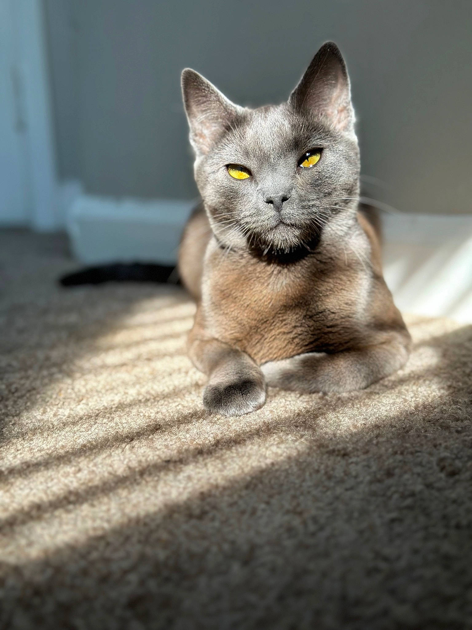 Sage joined the competition — help win amazing prizes! carnivore, cat, cat_supply, claw, domestic_short_haired_cat, eye, felidae, fur, grey, paw, russian_blue, small_to_medium_sized_cats, snout, tail, terrestrial_animal, whiskers, wildlife