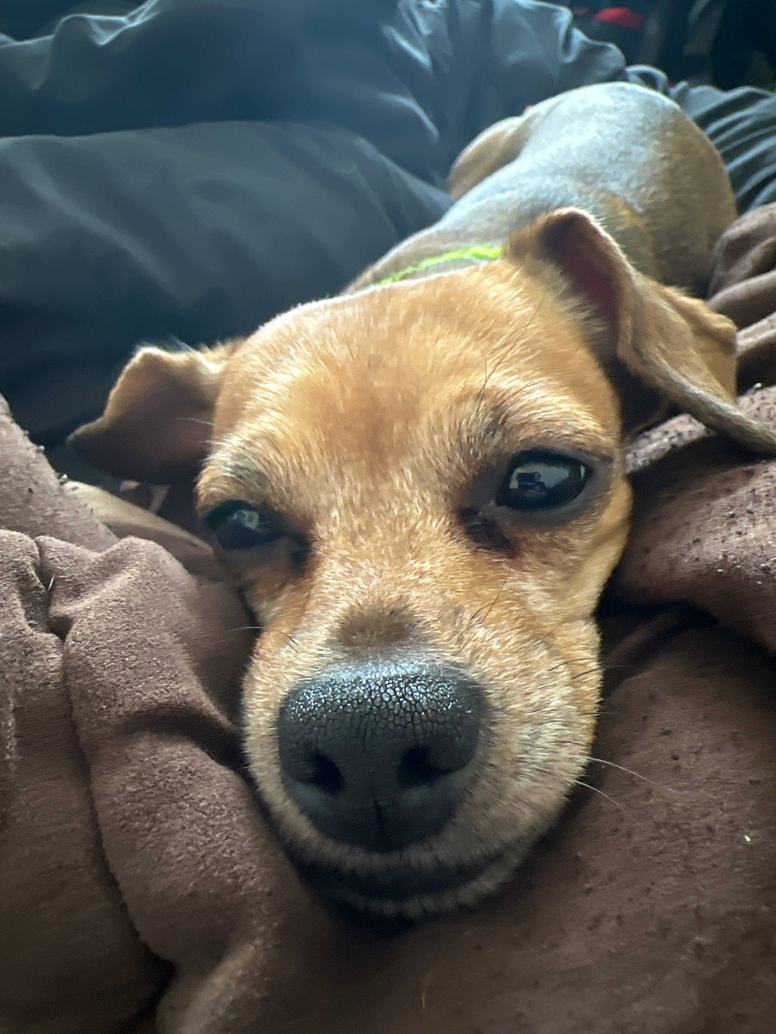 Kai joined the competition — help win amazing prizes! canidae, carnivore, comfort, companion_dog, corgi_chihuahua, dog, dog_breed, ear, fawn, fur, non_sporting_group, puppy, snout, sporting_group, street_dog, terrestrial_animal, whiskers, working_animal