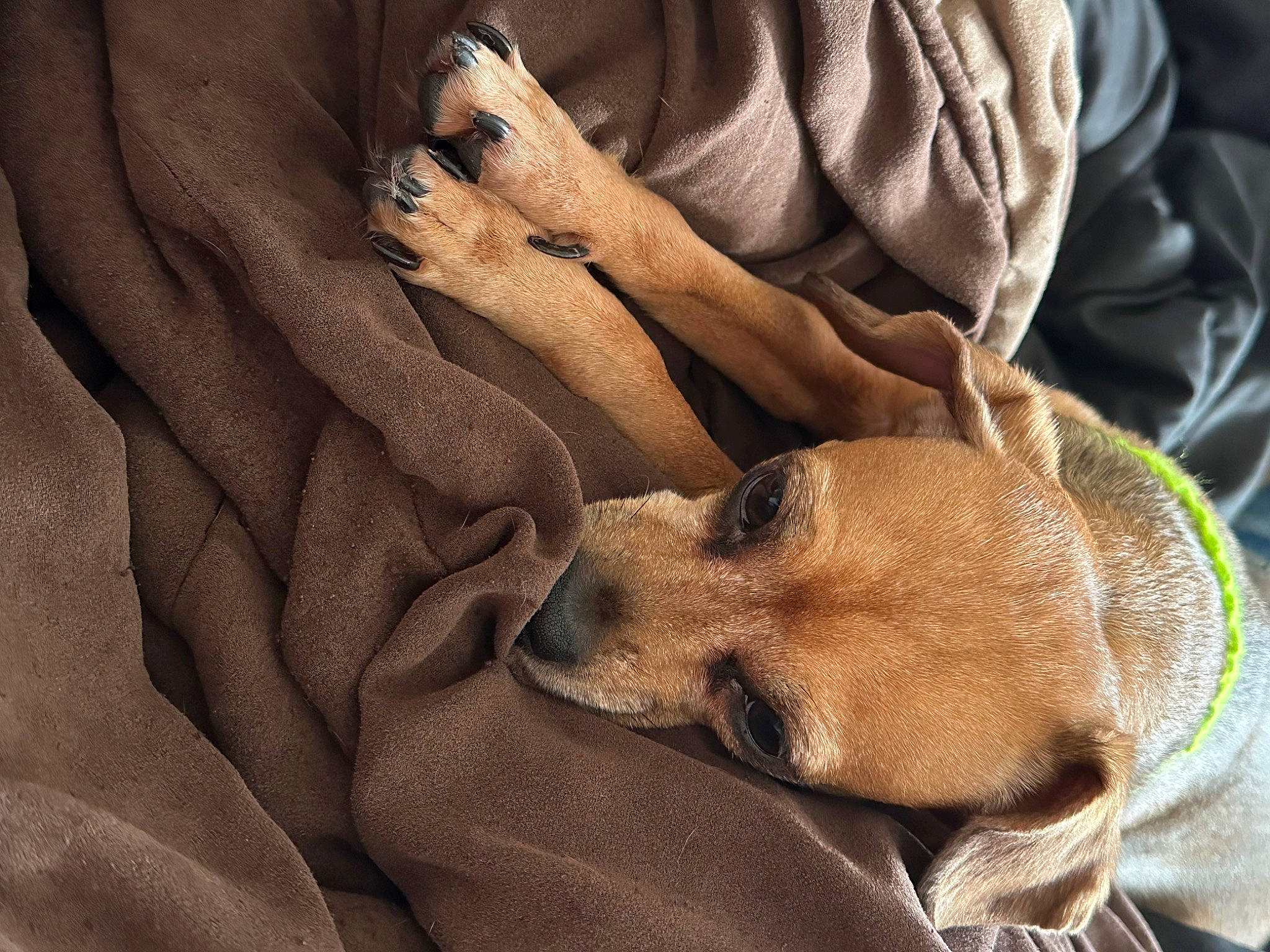 Kai is registered to the contest to win money with this photo: canidae, carnivore, comfort, companion_dog, dog, dog_breed, fawn, fur, gesture, human_leg, linens, nap, paw, snout, sporting_group, toy_dog, whiskers, wood