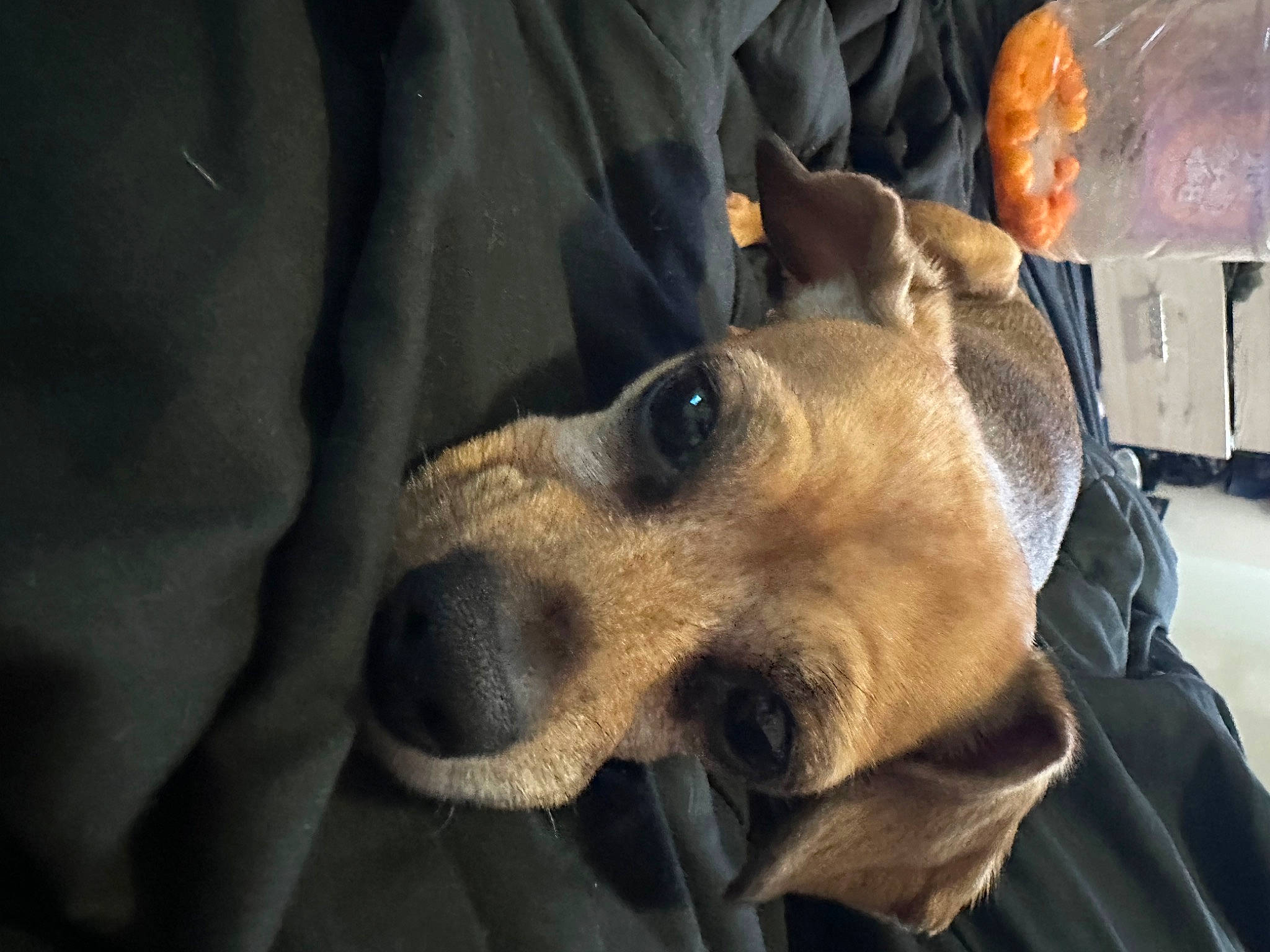 Kai is registered to the contest to win money with this photo: canidae, carnivore, collar, comfort, companion_dog, dog, dog_breed, ear, fawn, fur, jaw, non_sporting_group, selfie, sporting_group, street_dog, whiskers, working_animal