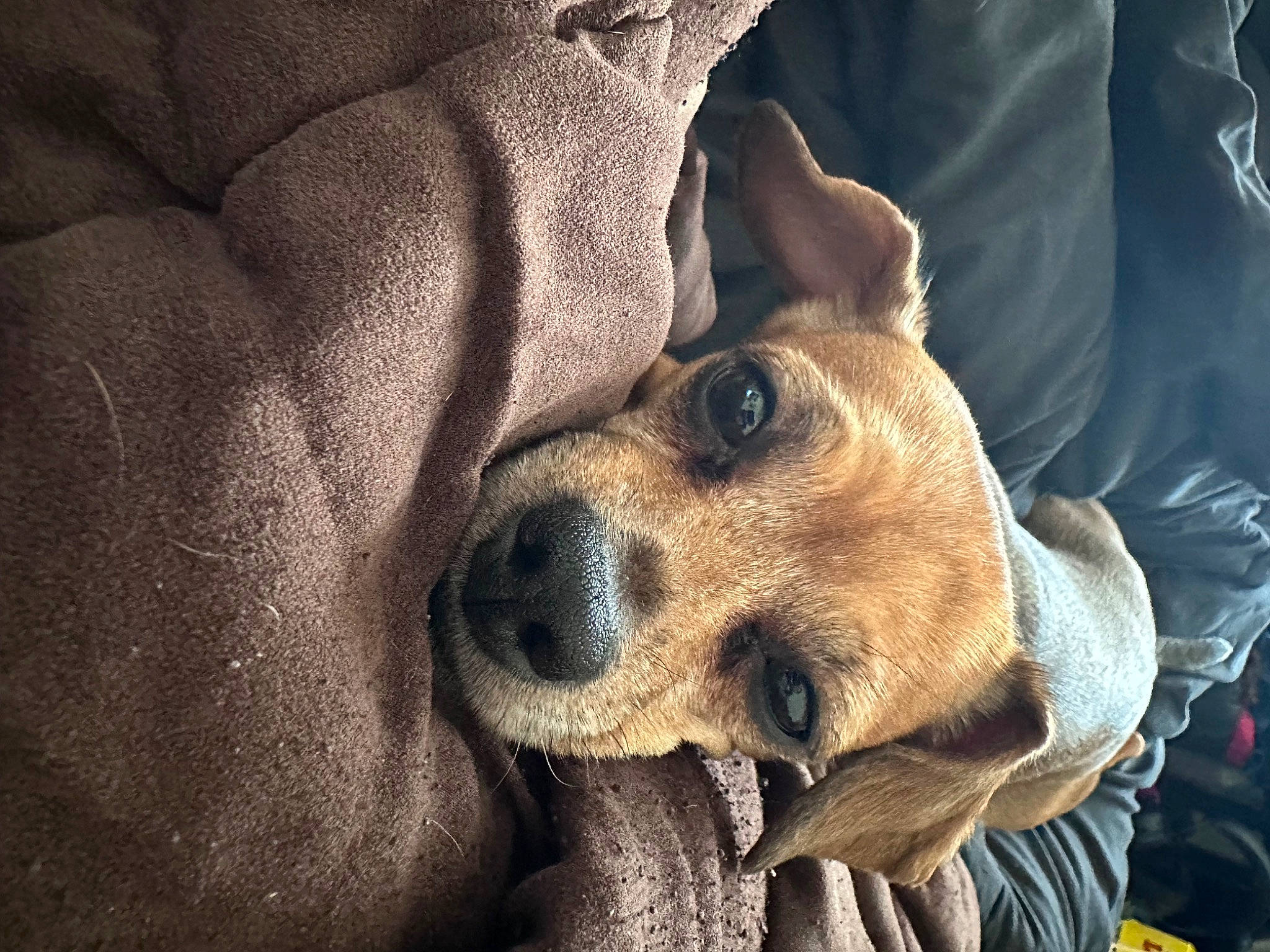 Kai is registered to the contest to win money with this photo: canidae, carnivore, collar, comfort, companion_dog, dog, dog_breed, ear, eyewear, fawn, fur, non_sporting_group, paw, puppy_love, snout, sporting_group, whiskers, working_animal