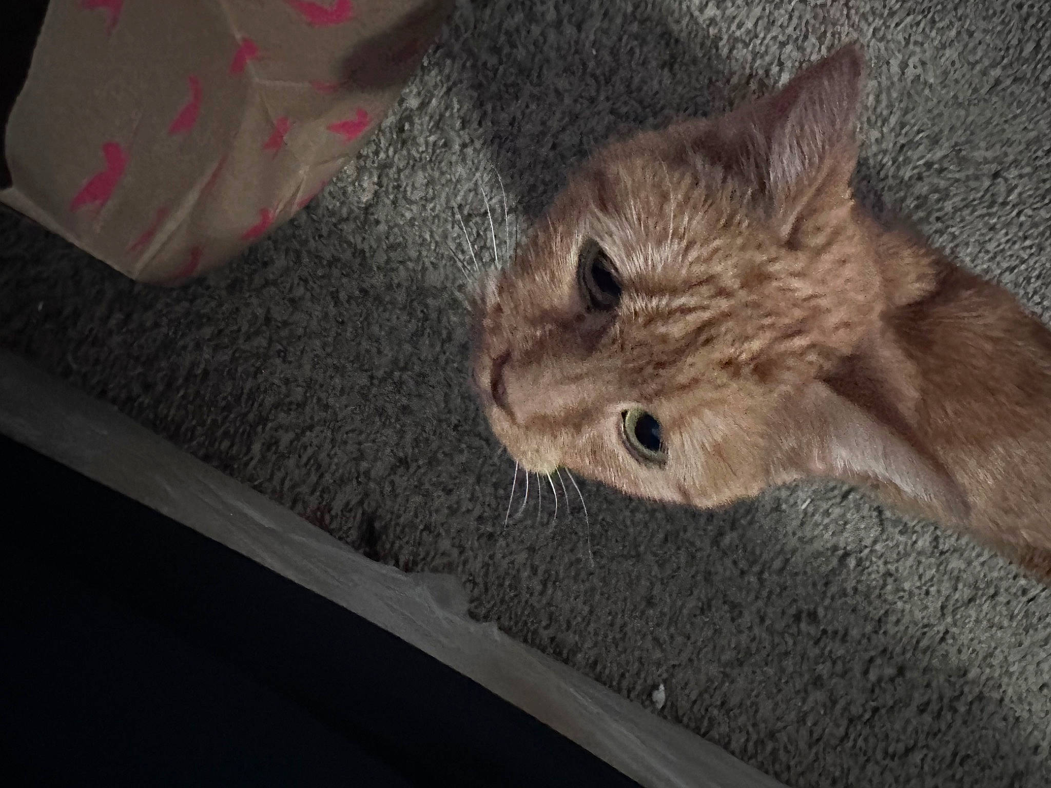 Lanjah is registered to the contest to win money with this photo: carnivore, cat, domestic_short_haired_cat, felidae, fur, grey, small_to_medium_sized_cats, snout, tail, terrestrial_animal, whiskers