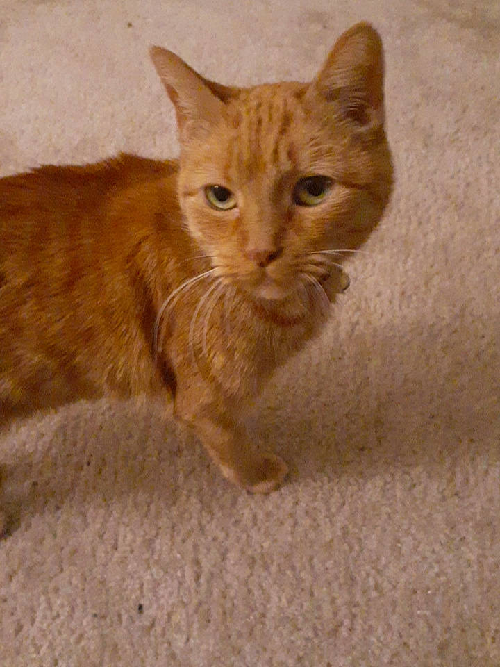 Lanjah is registered to the contest to win money with this photo: brown, carnivore, cat, claw, domestic_short_haired_cat, fawn, felidae, fur, paw, small_to_medium_sized_cats, snout, tail, terrestrial_animal, whiskers, wood