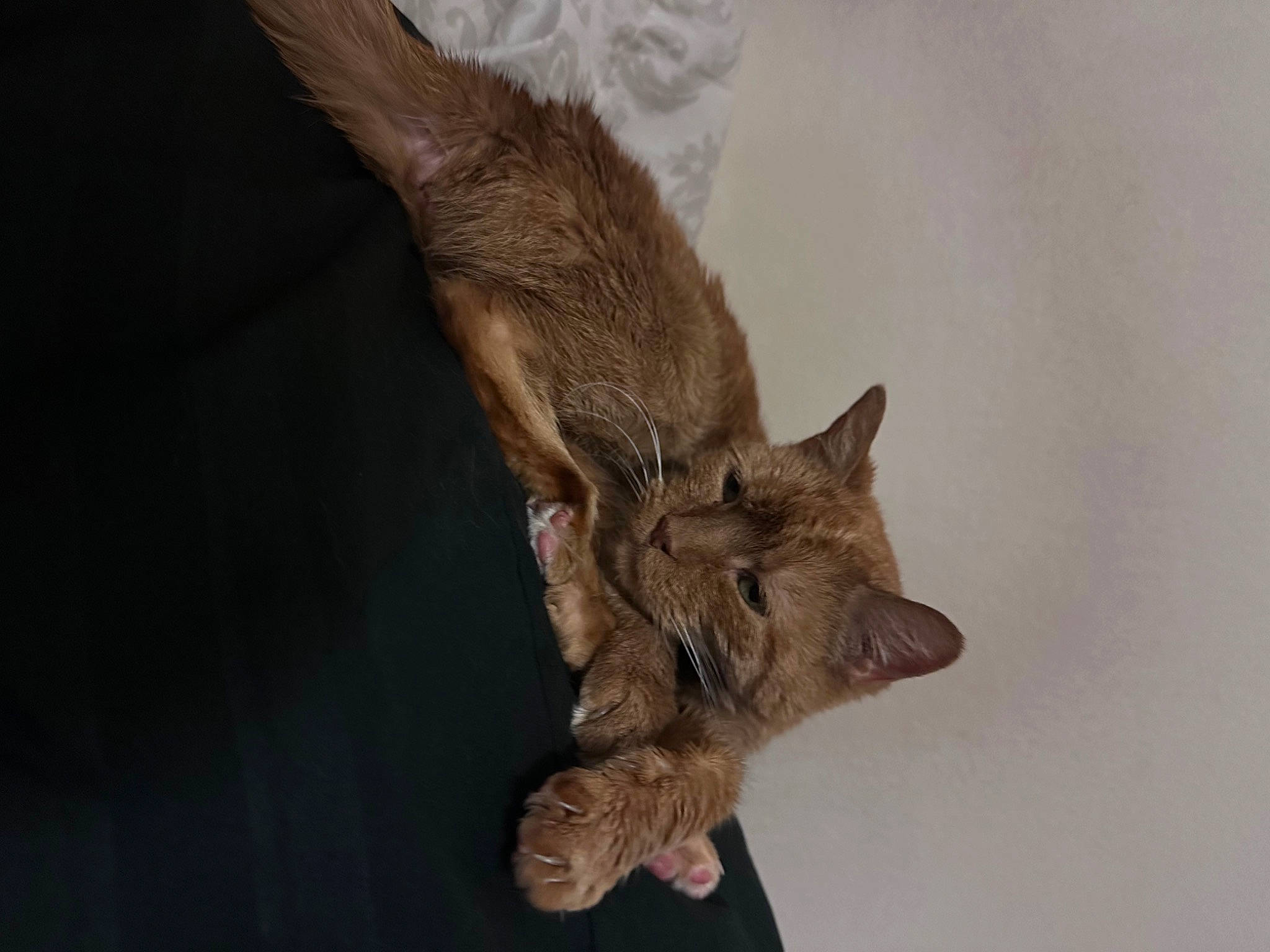 Lanjah is registered to the contest to win money with this photo: bat, big_brown_bat, canidae, carnivore, claw, common_pipistrelle, fawn, felidae, fur, little_brown_myotis, lynx, mouse_eared_bat, pipistrelles, small_to_medium_sized_cats, snout, tail, terrestrial_animal, vampire_bat, whiskers, wing