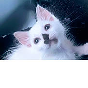 Norman is registered to the contest to win money with this photo: animal, black_markings, cat, close_up, curious, cute, domestic_cat, ears, face, feline, fluffy, indoor, kitten, looking_up, pet, portrait, soft_light, whiskers, white_fur, young_animal