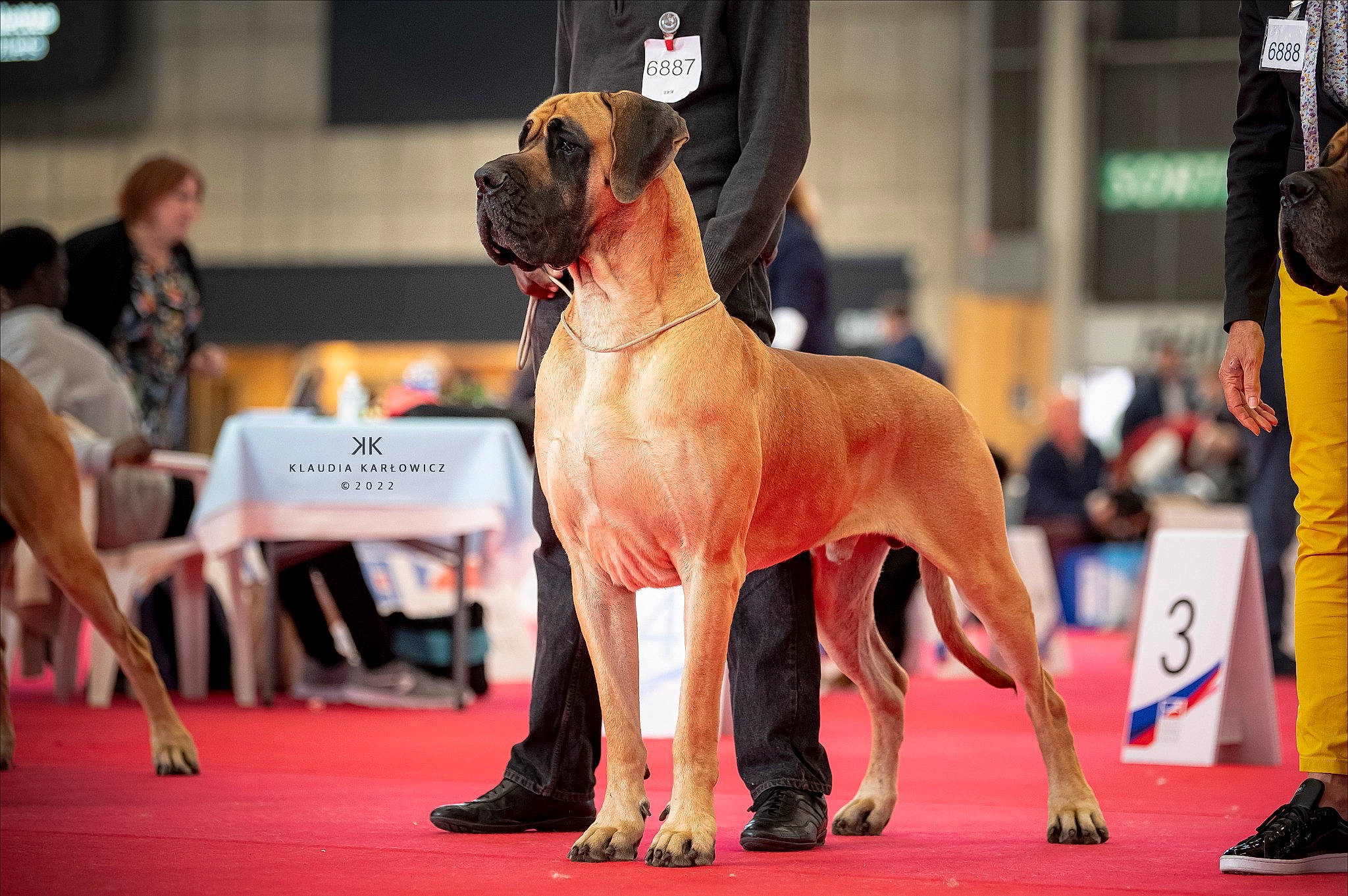 Gandalf participe au concours pour gagner de l'argent avec cette photo : animal_sports, canidae, carnivore, chair, collar, companion_dog, competition, dog, dog_breed, event, fawn, flooring, great_dane, guard_dog, hat, red, snout, sporting_group, sports, working_dog