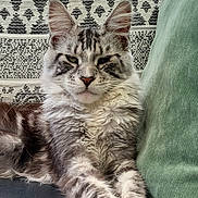 Victor a rejoint le concours — aidez-le/la à gagner de superbes lots ! cat, fluffy, paws, cushion, patterned_pillow, green_cushion, indoor, relaxed, feline, pet, striped_fur, white_paws, resting, closeup, portrait, animal, domestic_cat, whiskers, ears, face