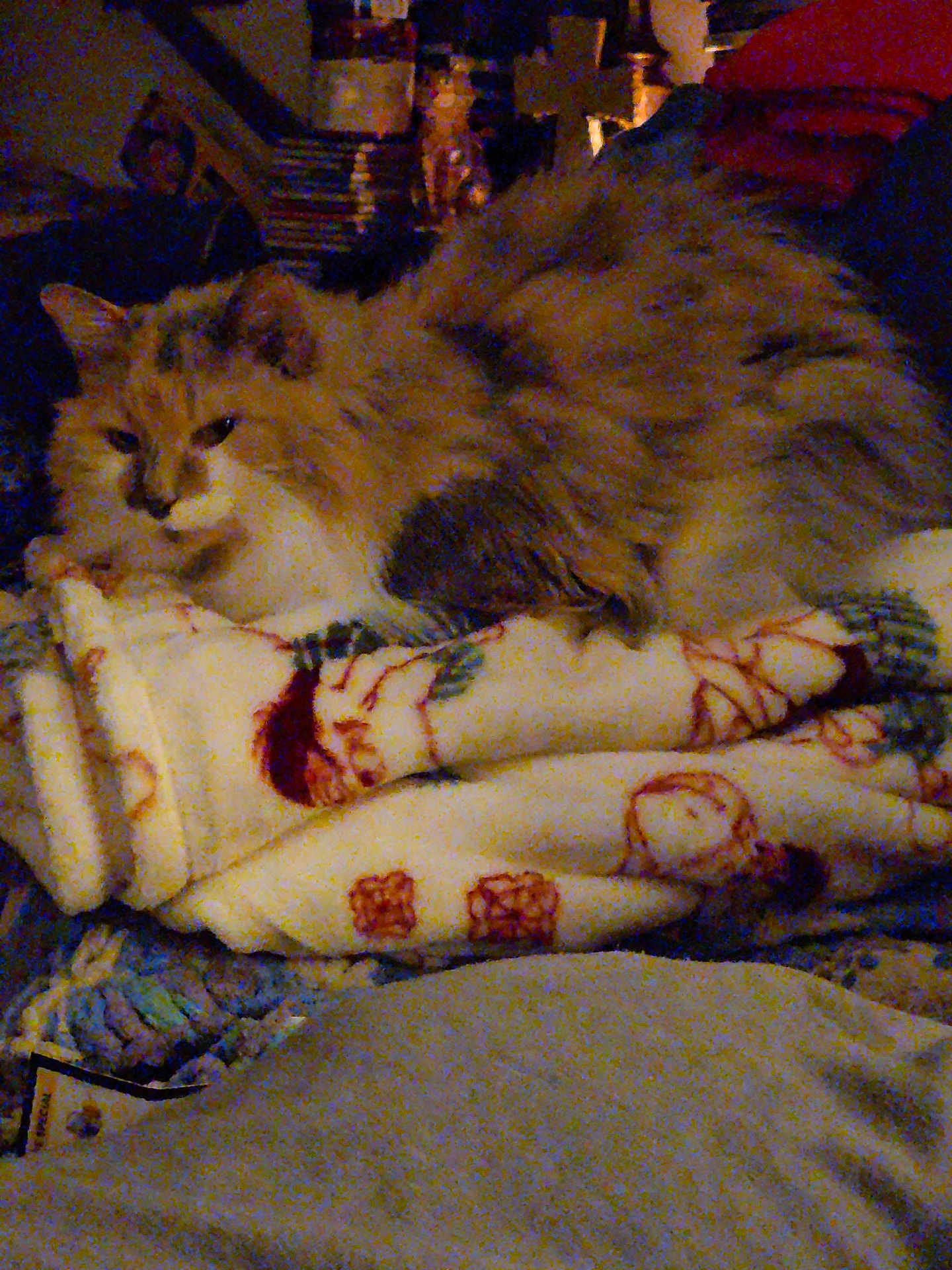 Sweetpea is registered to the contest to win money with this photo: cat, fluffy, blanket, indoor, cozy, patterned_blanket, resting, pet, feline, fur, dim_light, home, relaxing, sleepy, animal, close_up, soft, warm, cute, comfort