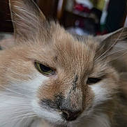 Sweetpea joined the competition — help win amazing prizes! animal, cat, close_up, cute, domestic, ears, eyes, face, feline, fluffy, fur, indoor, mammal, nose, pet, portrait, relaxed, sleepy, soft, whiskers