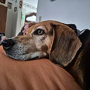 Jack is registered to the contest to win money with this photo: dog, canine, pet, brown_dog, black_coat, floppy_ear, sleepy, relaxed, lying_down, couch, sofa, close_up, portrait, indoors, living_room, furry, snout, nose, eye, cozy