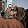 dog, canine, pet, brown_dog, black_coat, floppy_ear, sleepy, relaxed, lying_down, couch, sofa, close_up, portrait, indoors, living_room, furry, snout, nose, eye, cozy