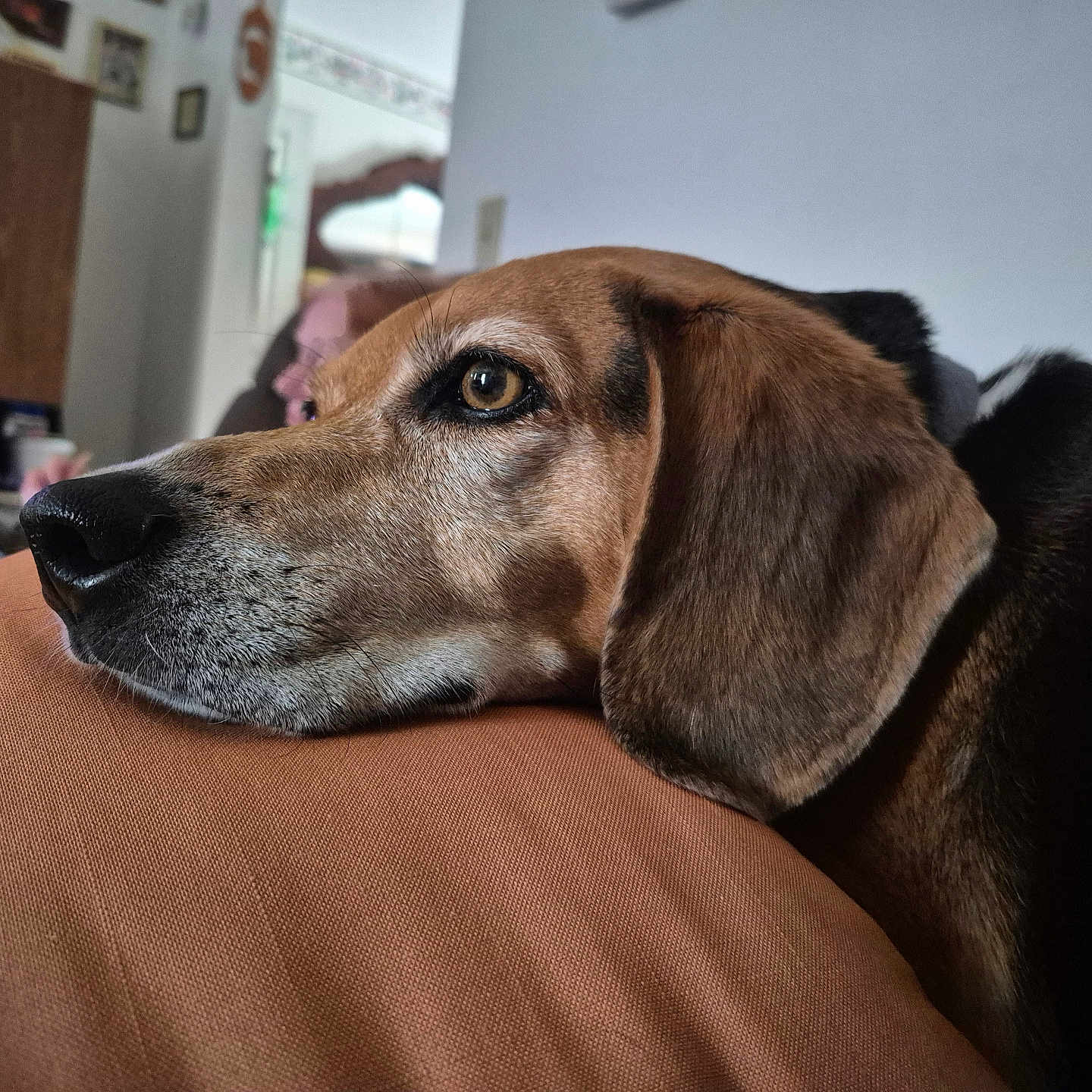 Jack is registered to the contest to win money with this photo: dog, canine, pet, brown_dog, black_coat, floppy_ear, sleepy, relaxed, lying_down, couch, sofa, close_up, portrait, indoors, living_room, furry, snout, nose, eye, cozy